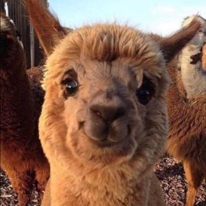 Meet your Posher, Brooke